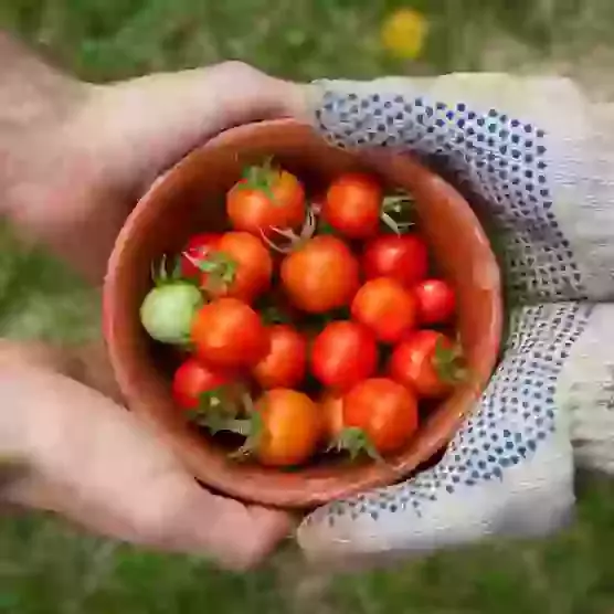 Harvest Festival 2025